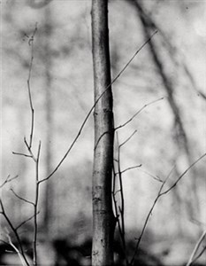 Image description is not available for 1996.059